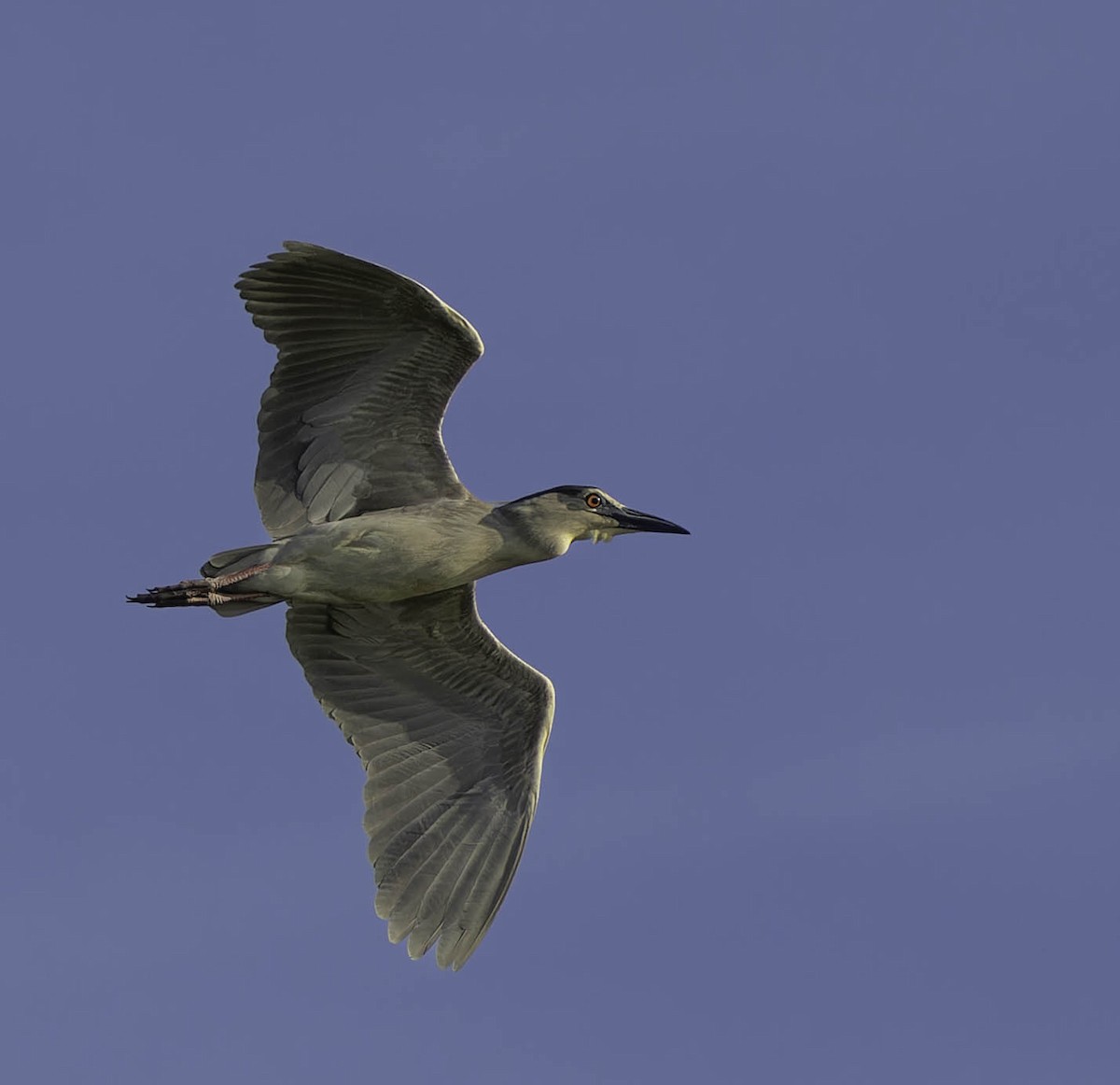 Black-crowned Night Heron - ML620071473