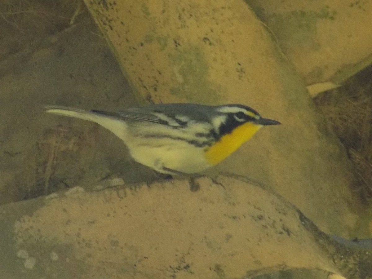 Yellow-throated Warbler - ML620071474