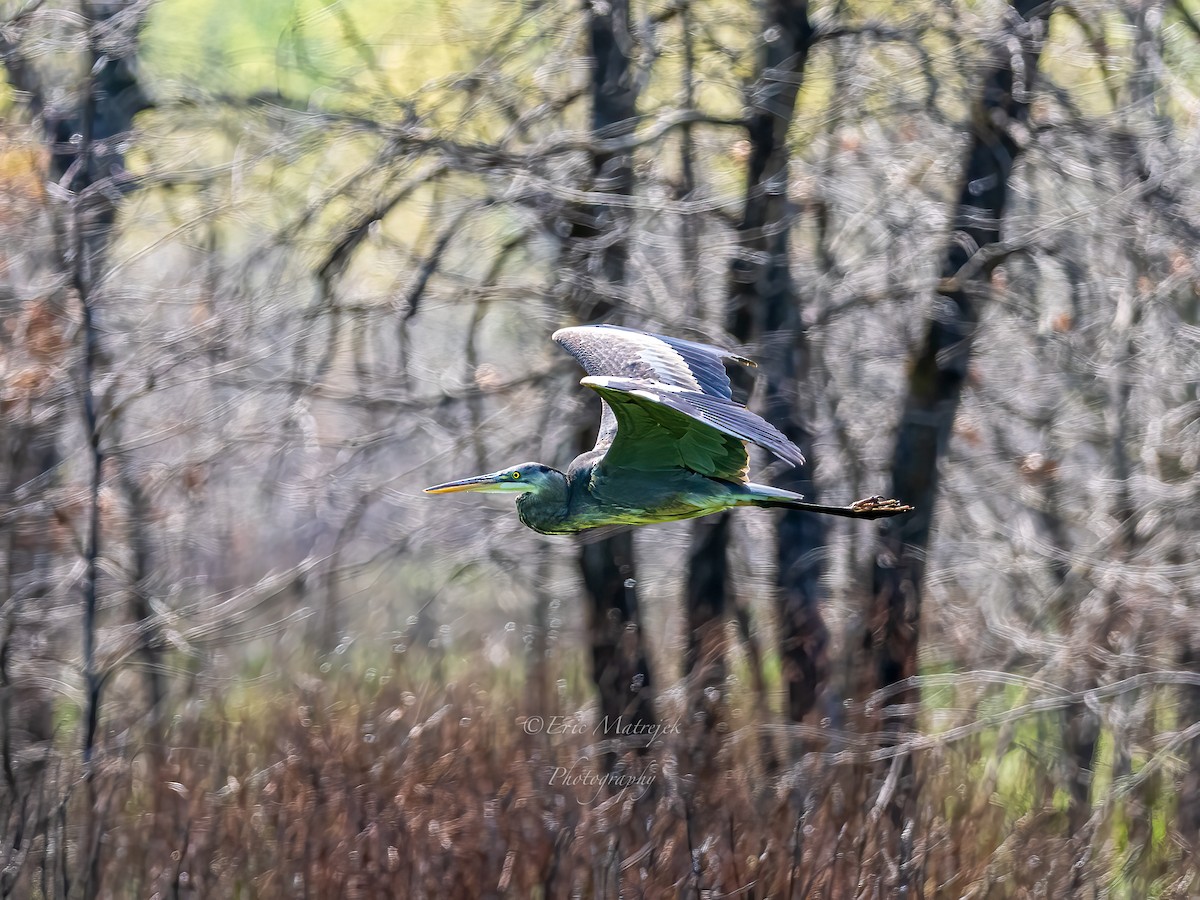 volavka velká - ML620071487