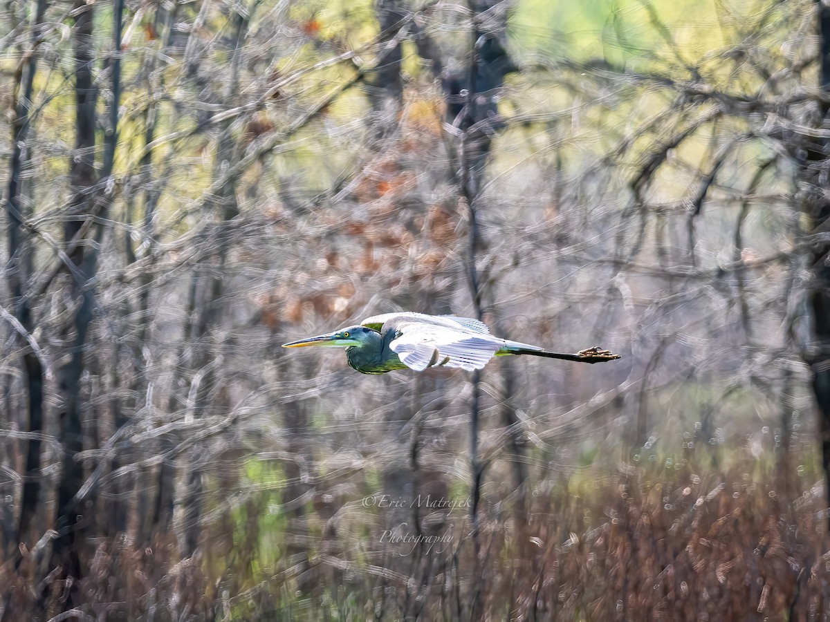 volavka velká - ML620071488