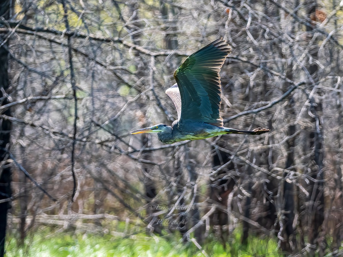 volavka velká - ML620071489