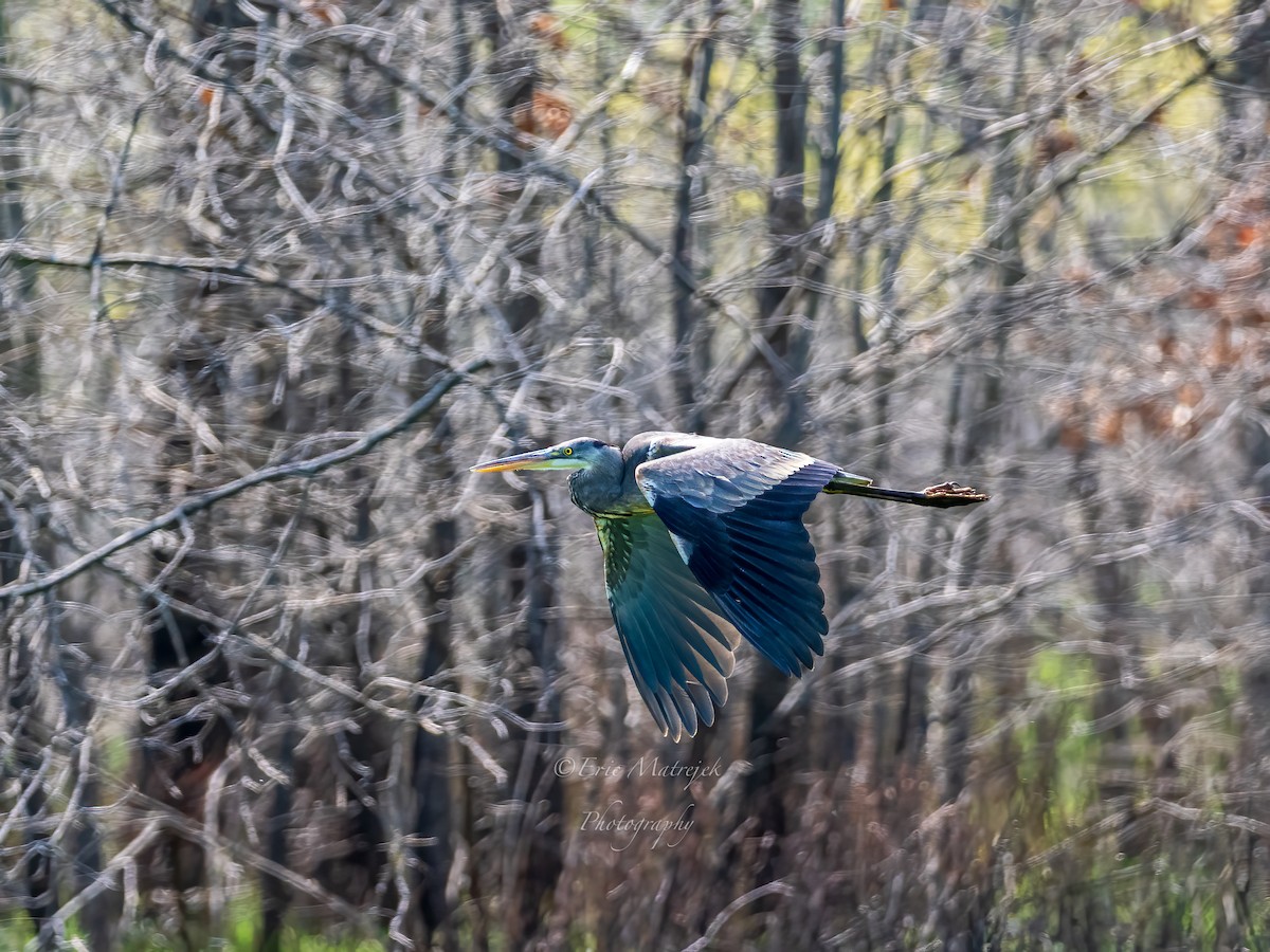 volavka velká - ML620071490