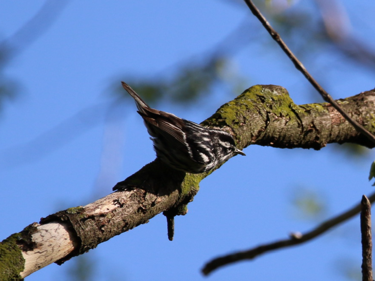 Black-and-white Warbler - ML620071503