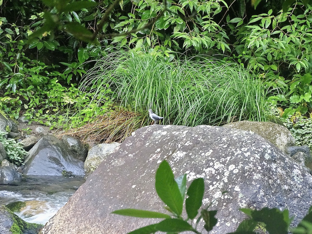 American Dipper - ML620071525