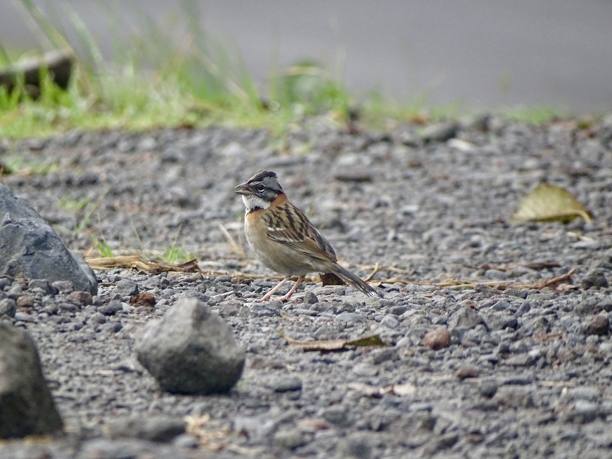 Rufous-collared Sparrow - ML620071529