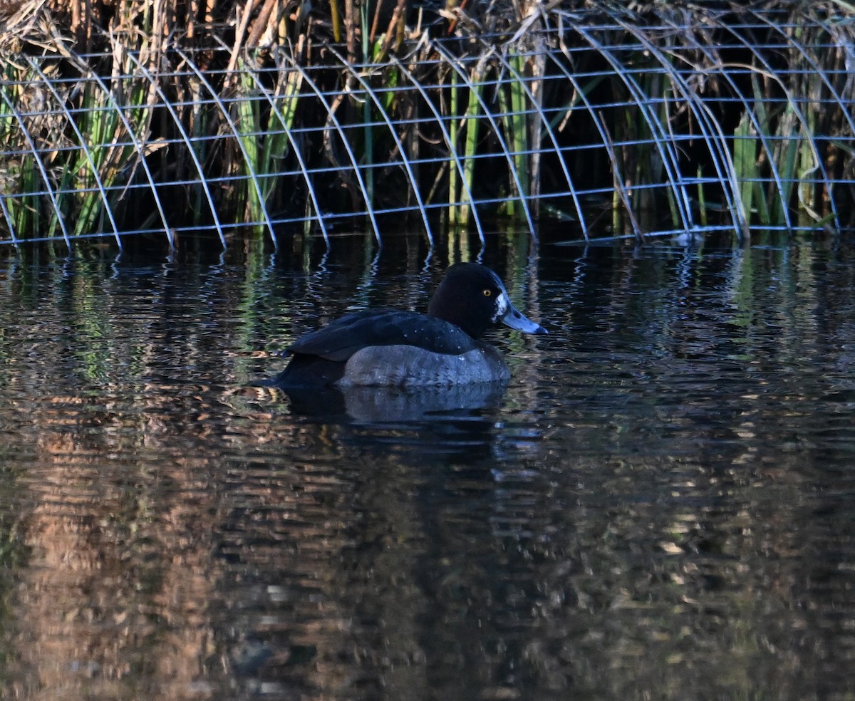 Common Pochard x Tufted Duck (hybrid) - ML620071533