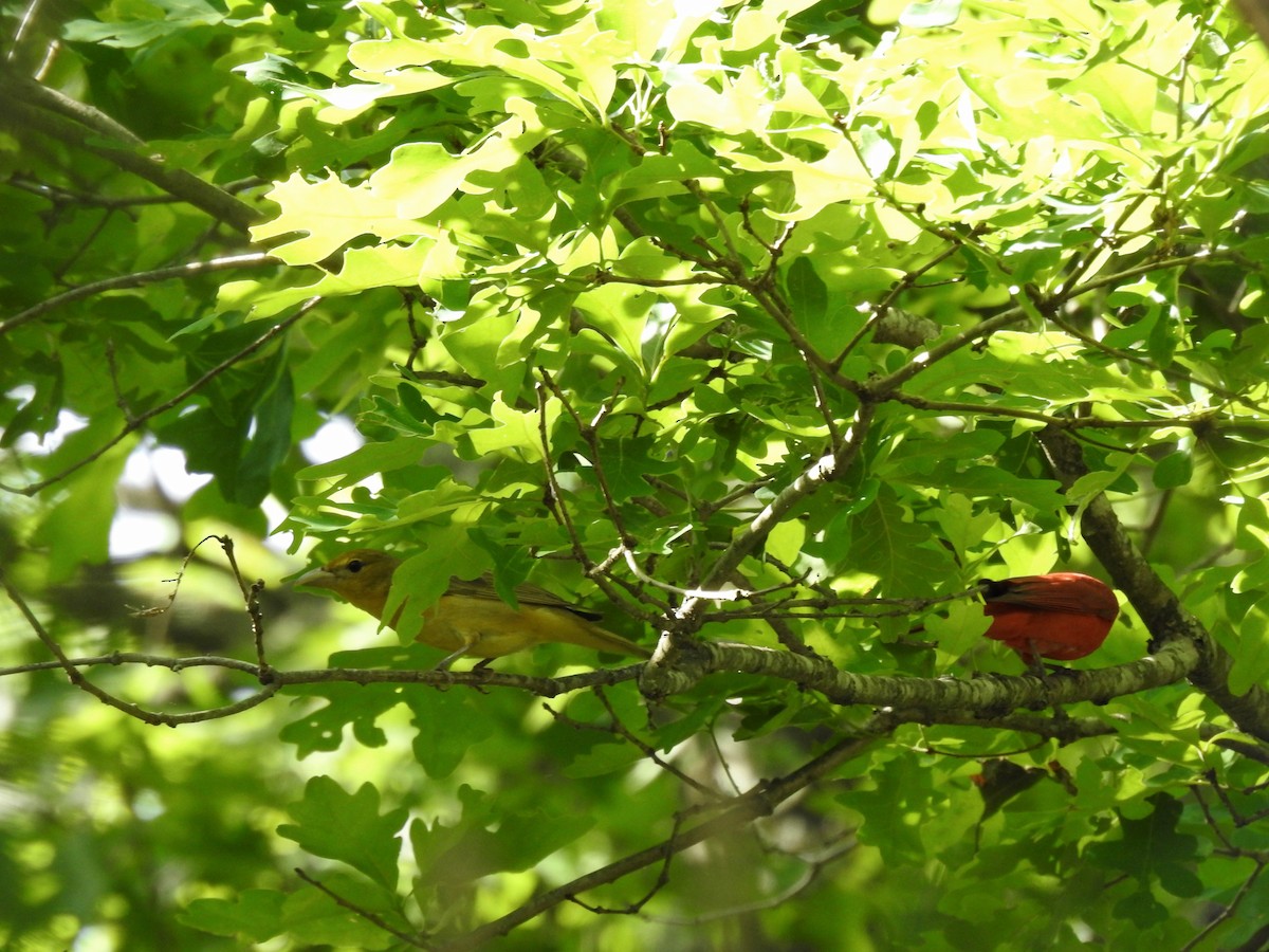 Summer Tanager - ML620071538