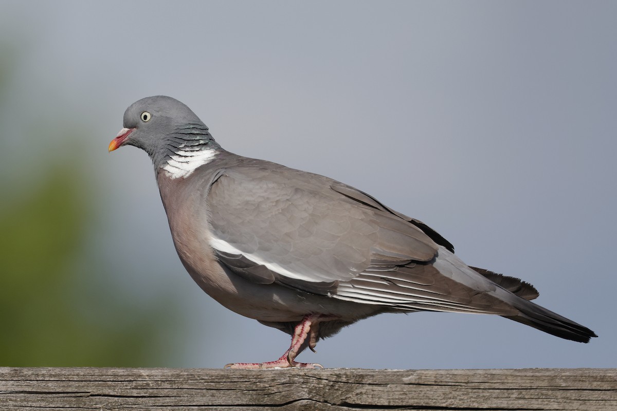Common Wood-Pigeon - ML620071544