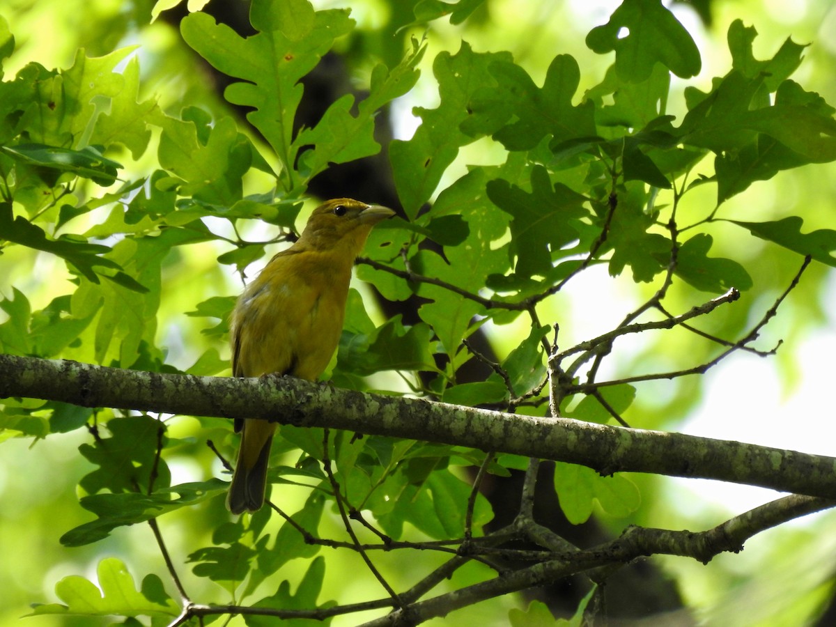 Summer Tanager - ML620071549