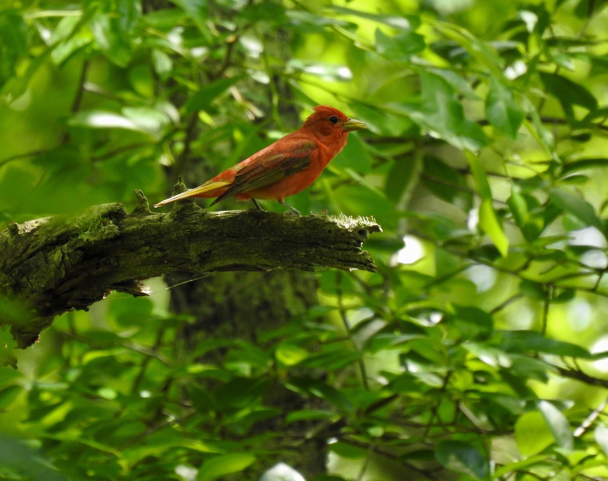 Summer Tanager - ML620071564