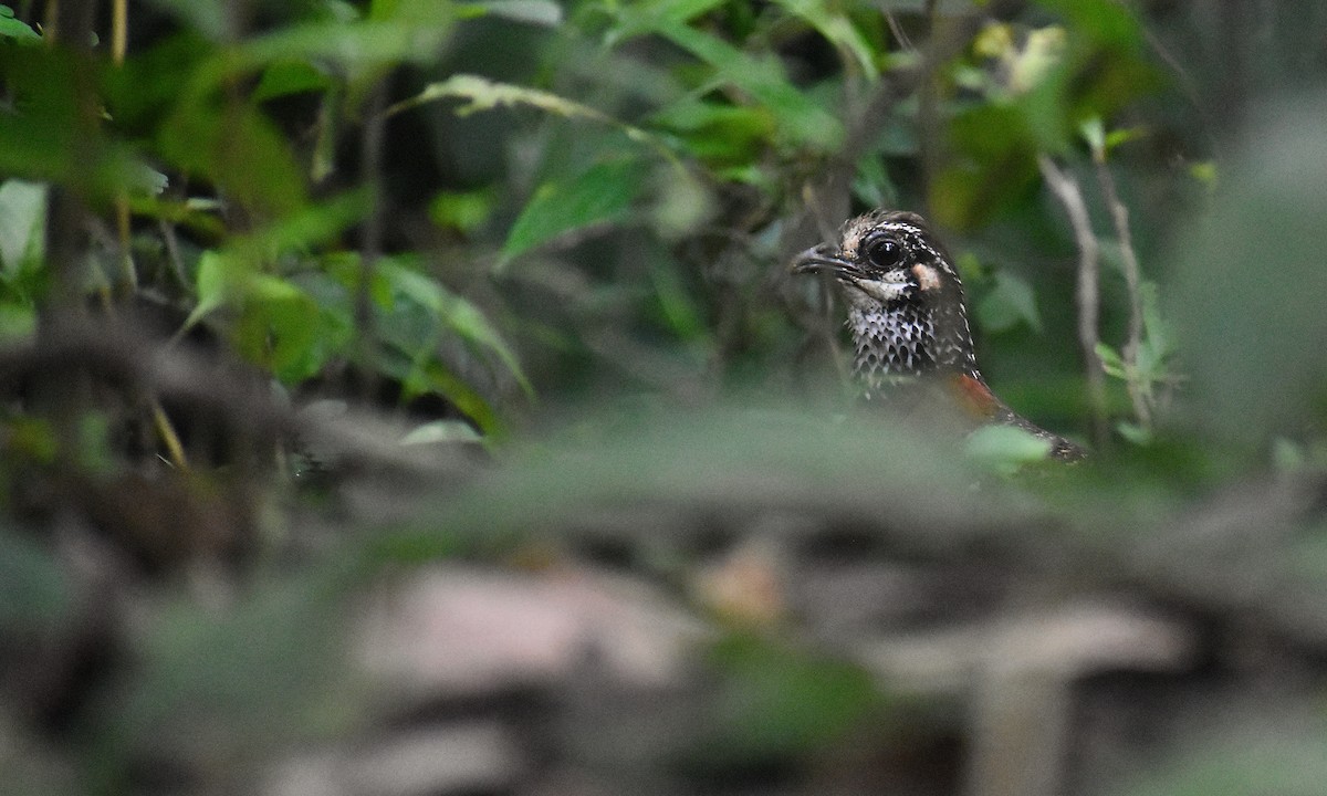 Sabah Partridge - ML620071567