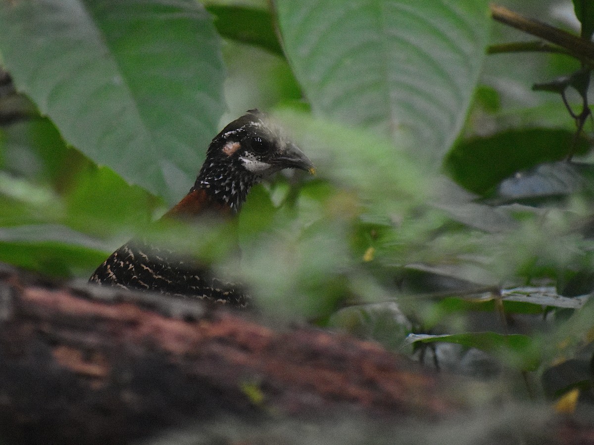 Sabah Partridge - ML620071569