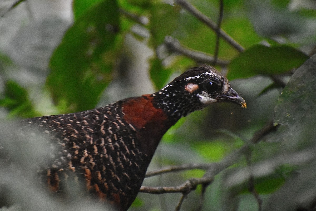 Sabah Partridge - ML620071571