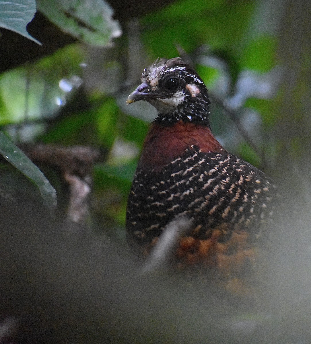 Sabah Partridge - ML620071572