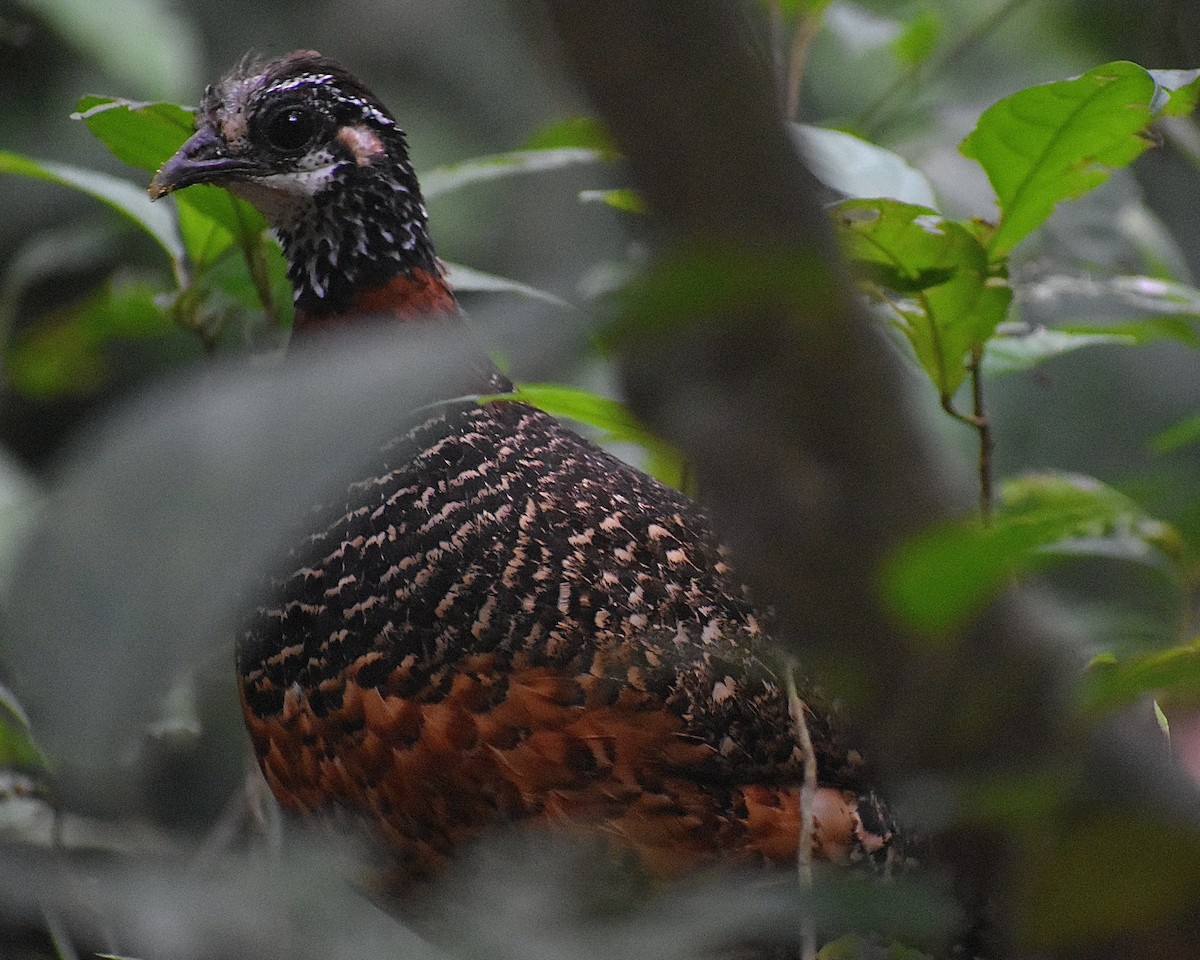 Sabah Partridge - ML620071573