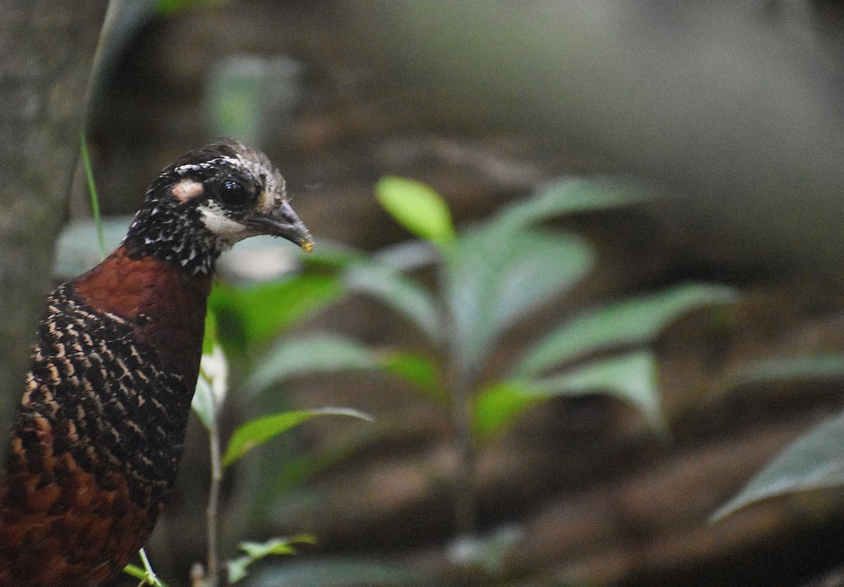 Sabah Partridge - ML620071574