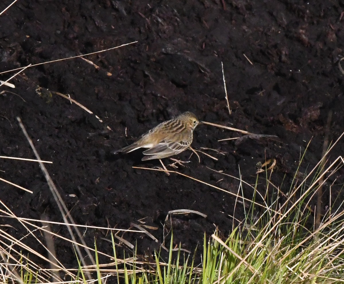 Meadow Pipit - ML620071576