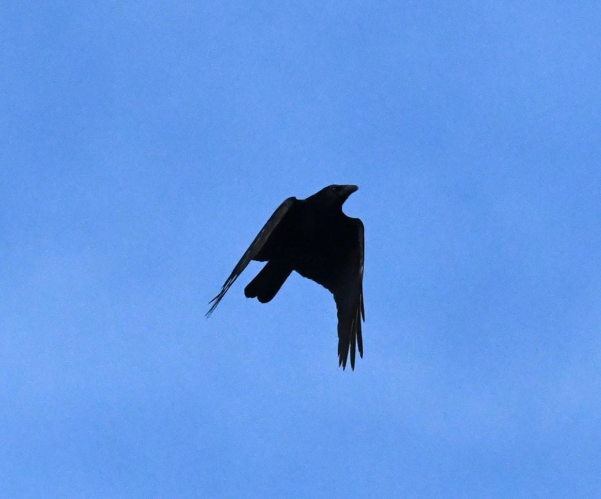 Ворона чорна (підвид corone) - ML620071577