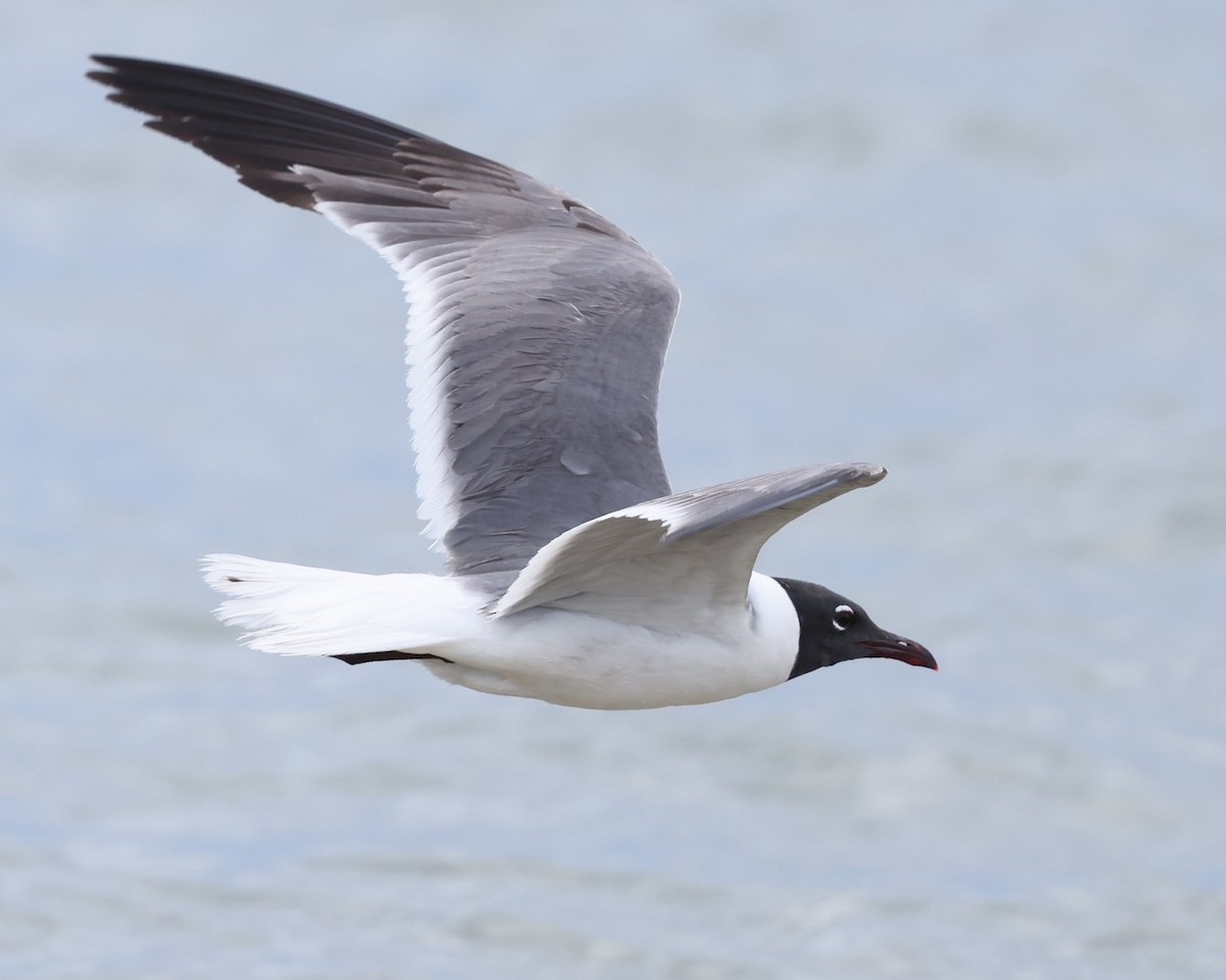 Laughing Gull - Braden Ribbens