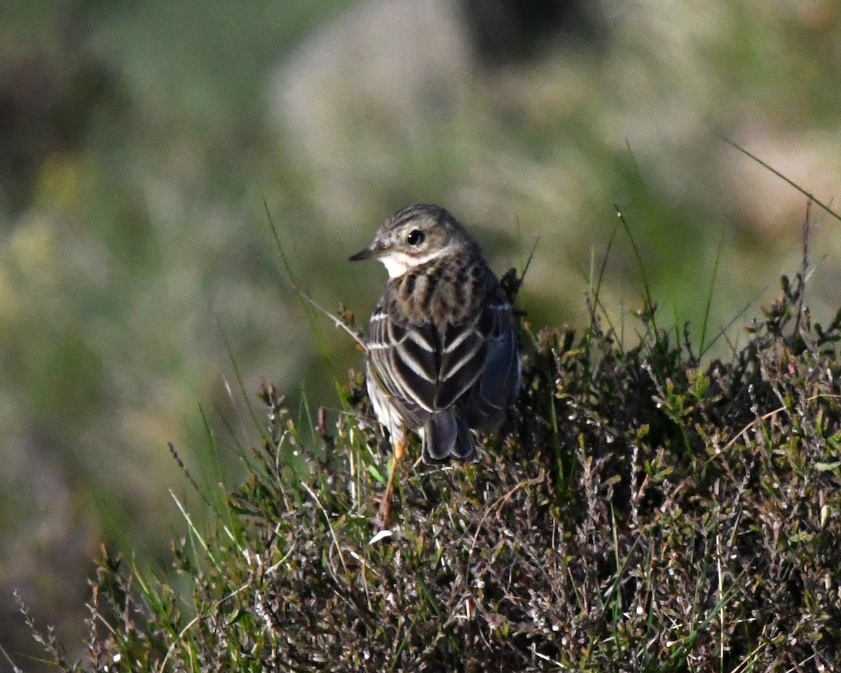 Meadow Pipit - ML620071601