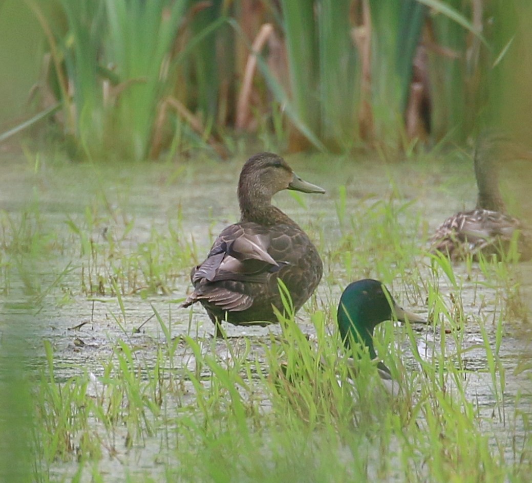 American Black Duck - ML620071602