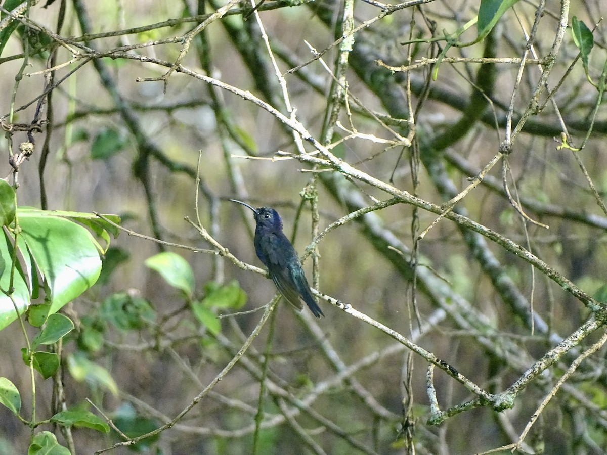 kolibřík fialkový - ML620071613