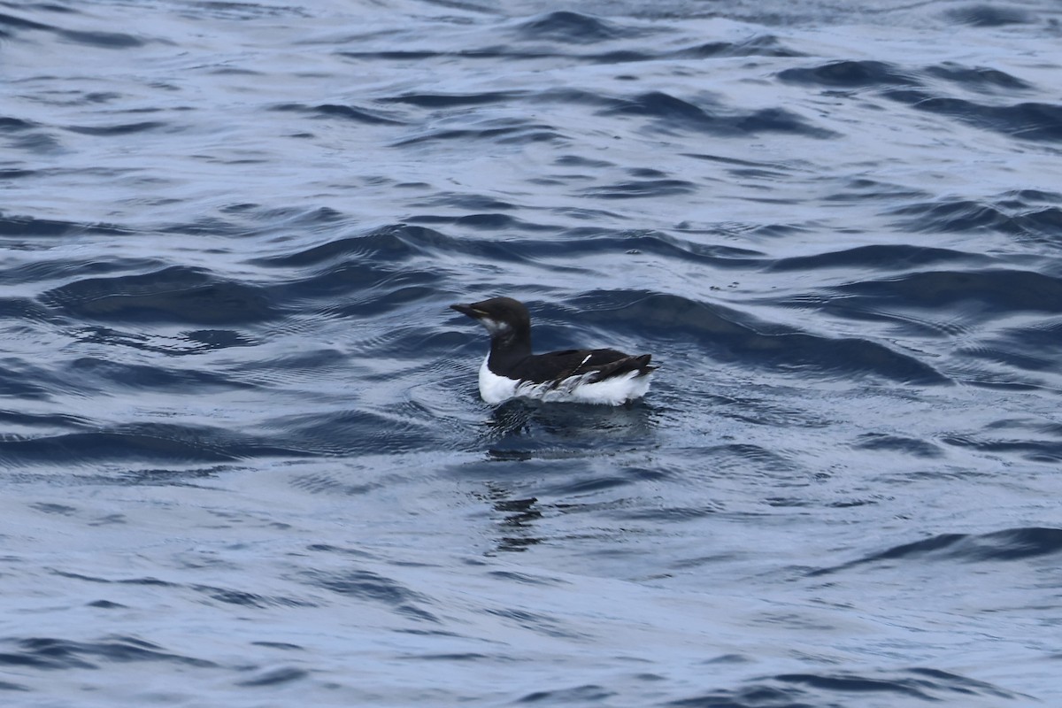 Thick-billed Murre - ML620071635