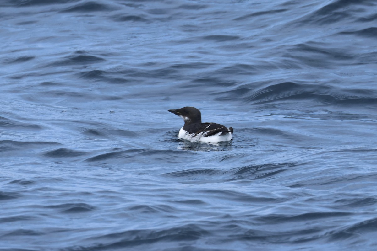 Thick-billed Murre - ML620071638