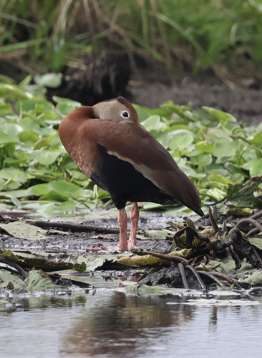 Black-bellied Whistling-Duck - ML620071639