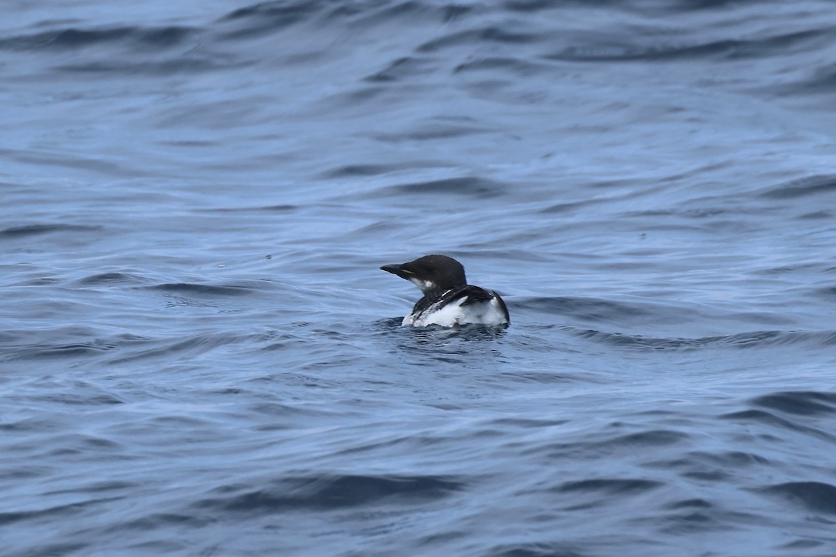 Thick-billed Murre - ML620071644
