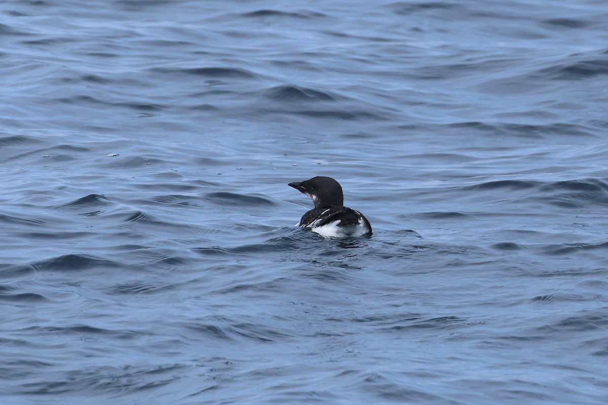 Thick-billed Murre - ML620071645