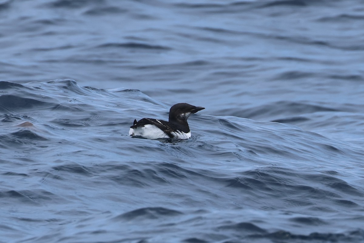 Thick-billed Murre - ML620071646