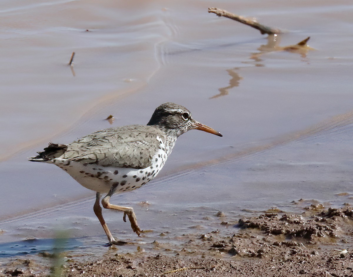 Spotted Sandpiper - ML620071657