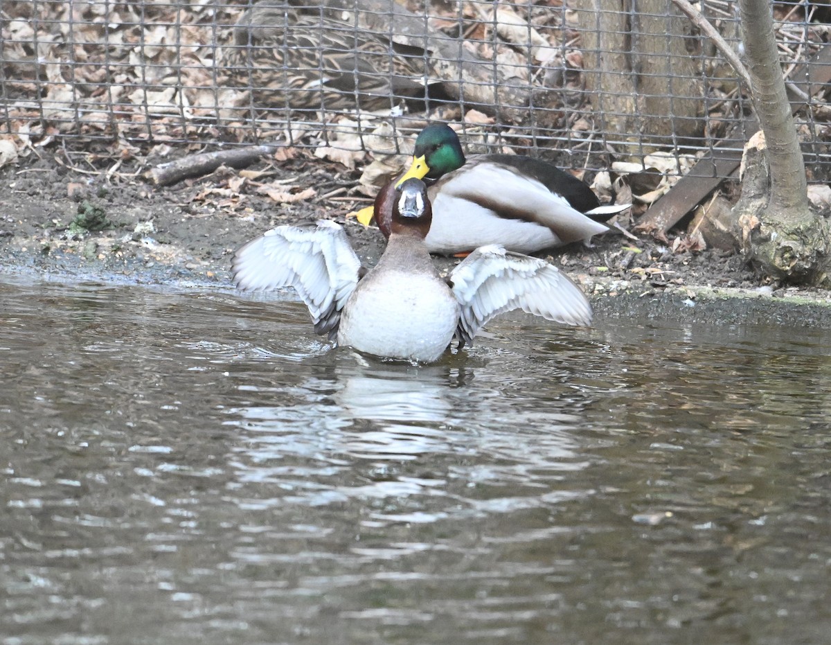 Common Pochard x Tufted Duck (hybrid) - ML620071660