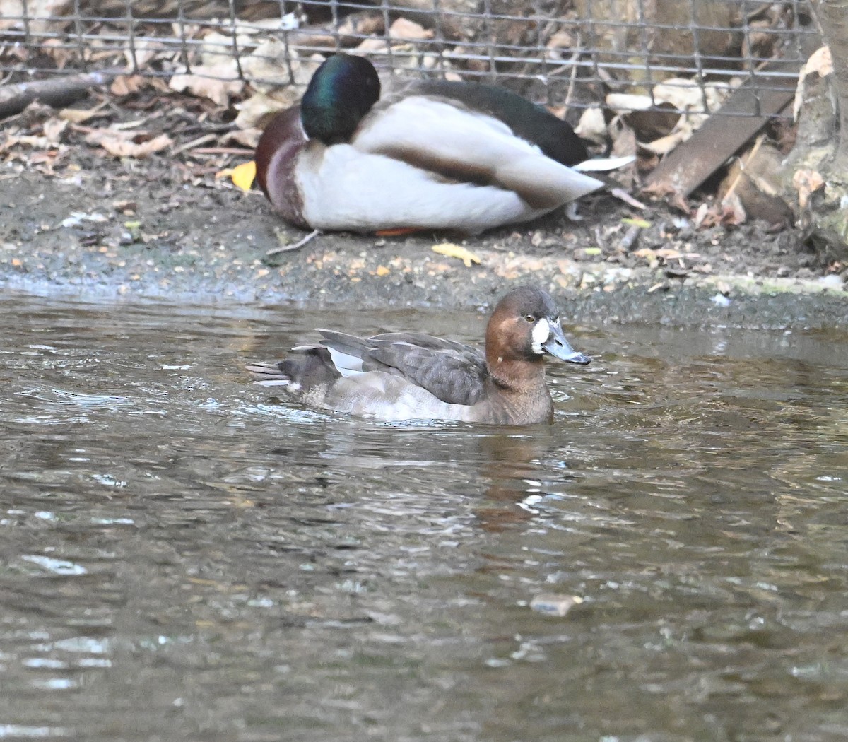 Common Pochard x Tufted Duck (hybrid) - ML620071661