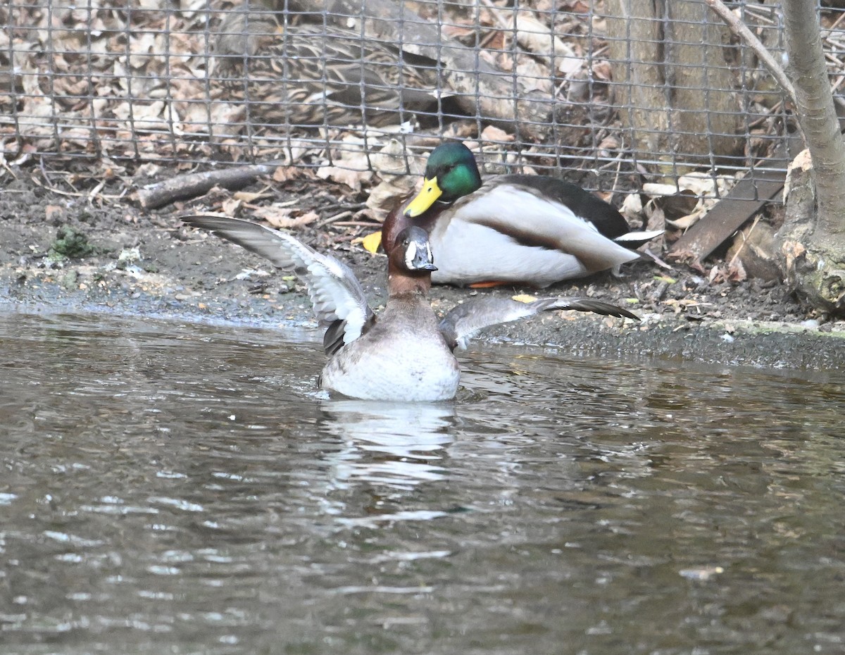 Common Pochard x Tufted Duck (hybrid) - ML620071664