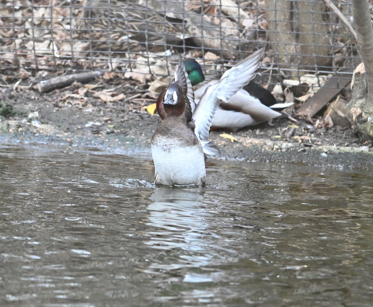 Common Pochard x Tufted Duck (hybrid) - ML620071665