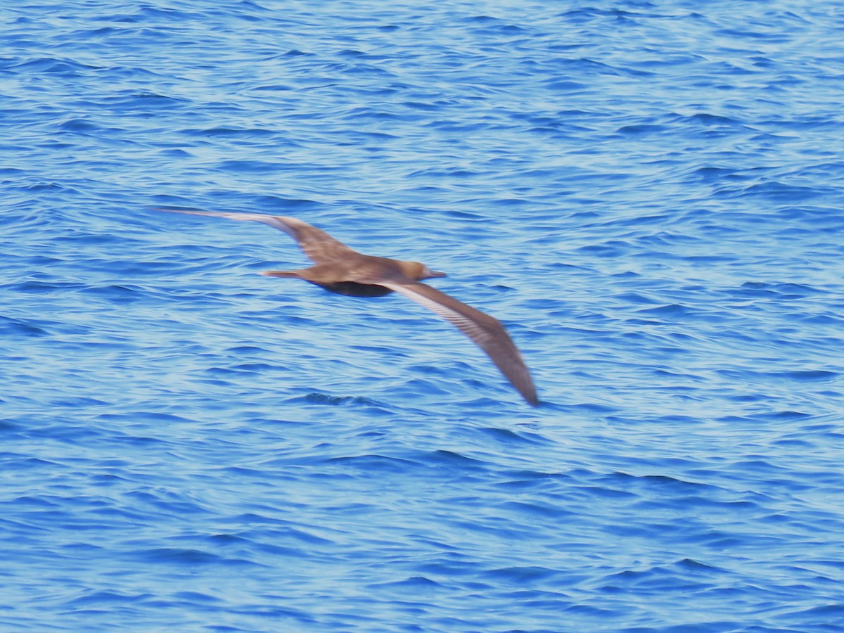 Red-footed Booby - ML620071670