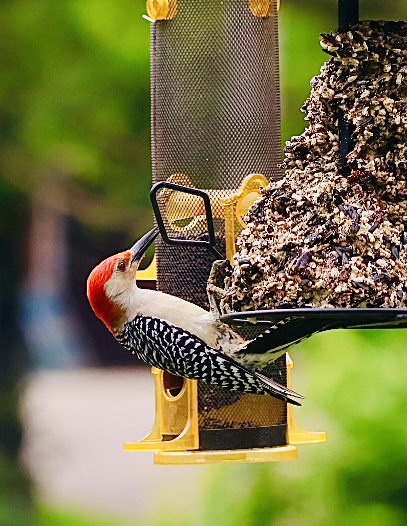 Red-bellied Woodpecker - ML620071671