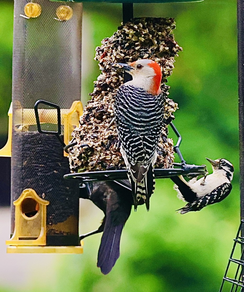 Red-bellied Woodpecker - ML620071672