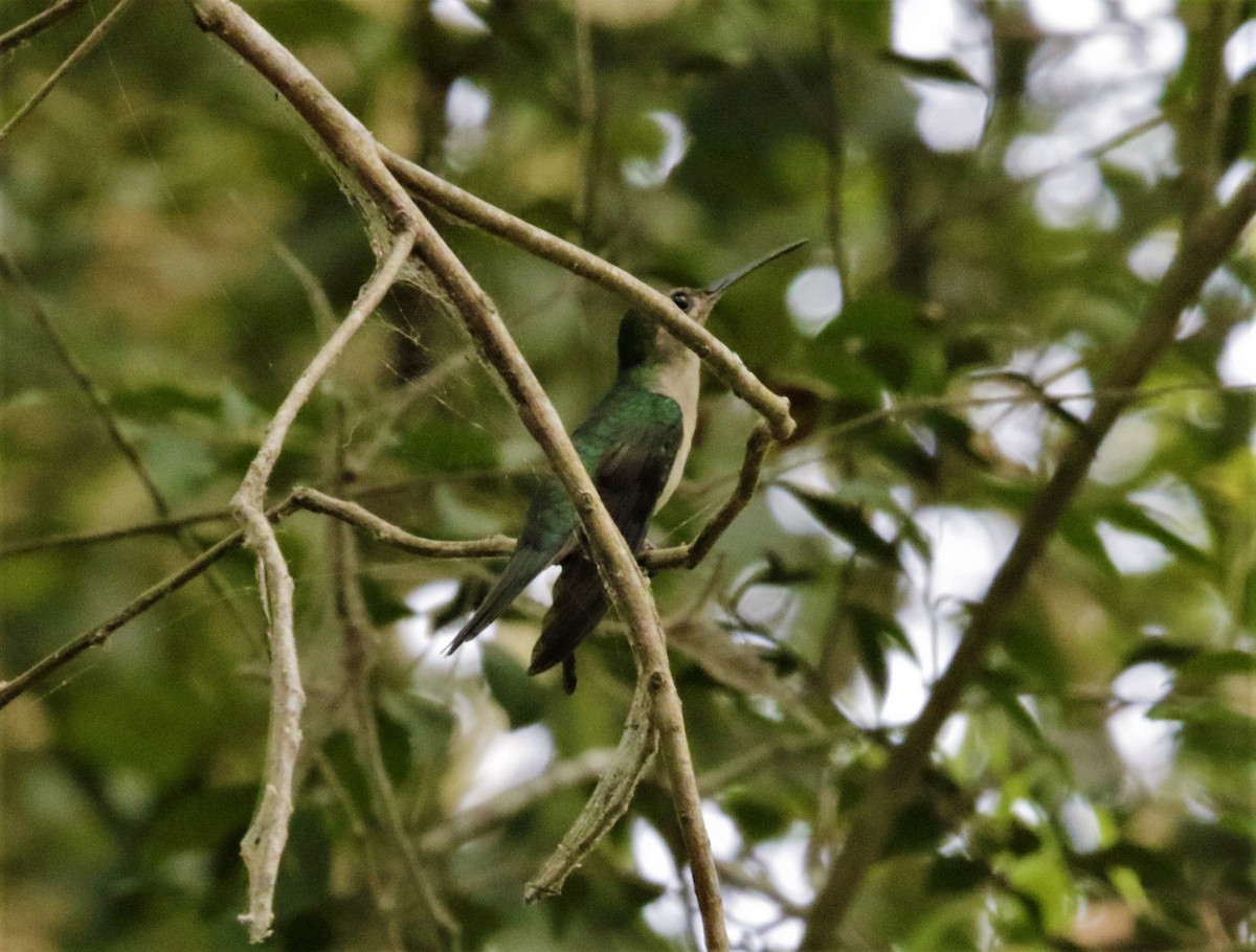 kolibřík klínoocasý - ML620071699