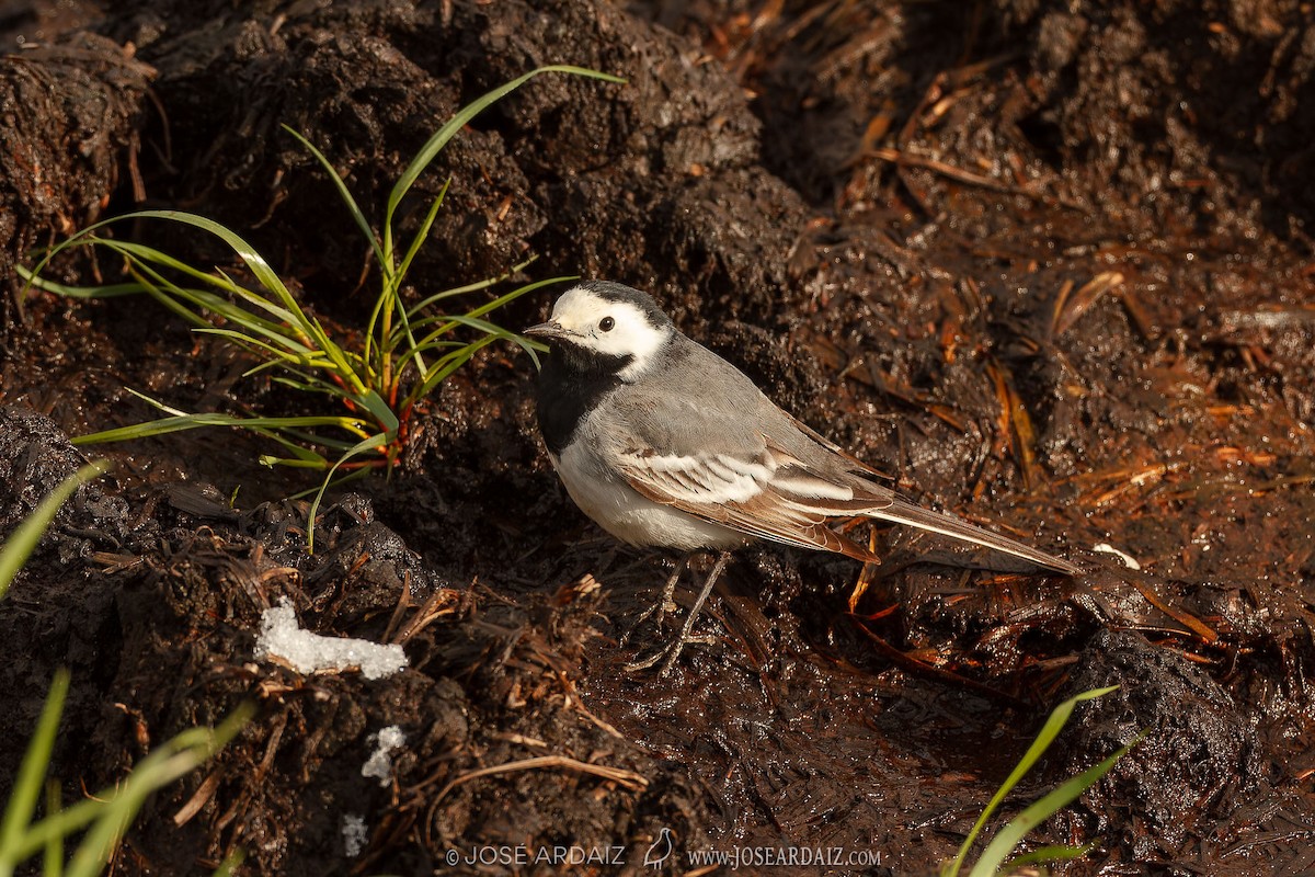 White Wagtail - ML620071700