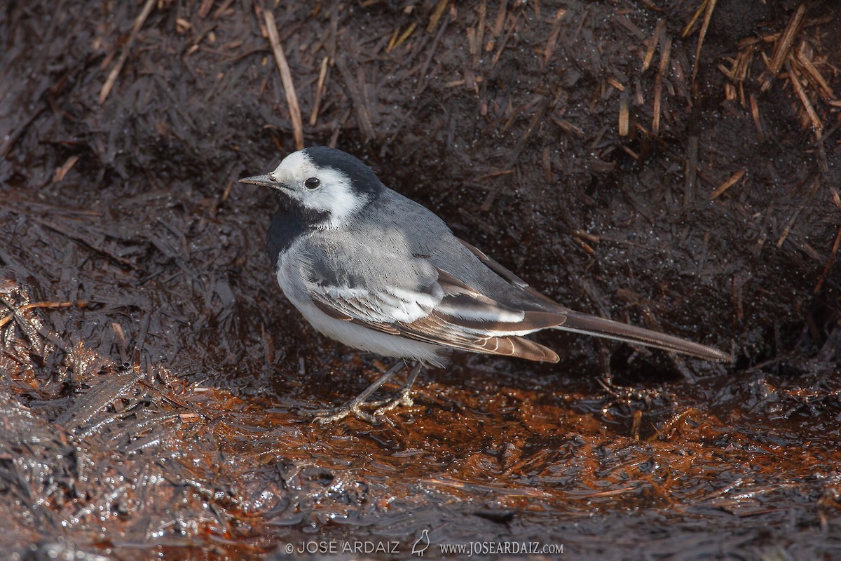 White Wagtail - ML620071701