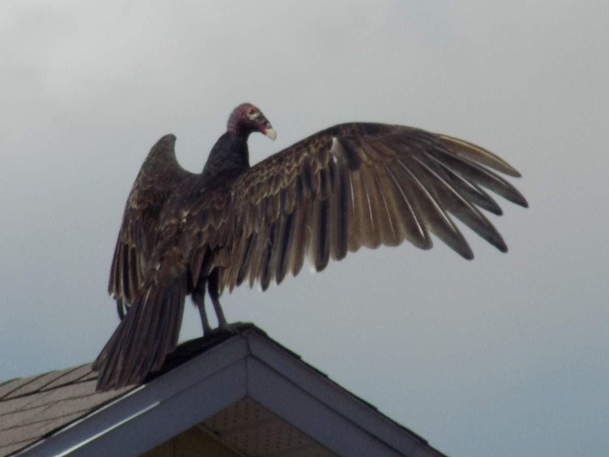 Turkey Vulture - ML620071720