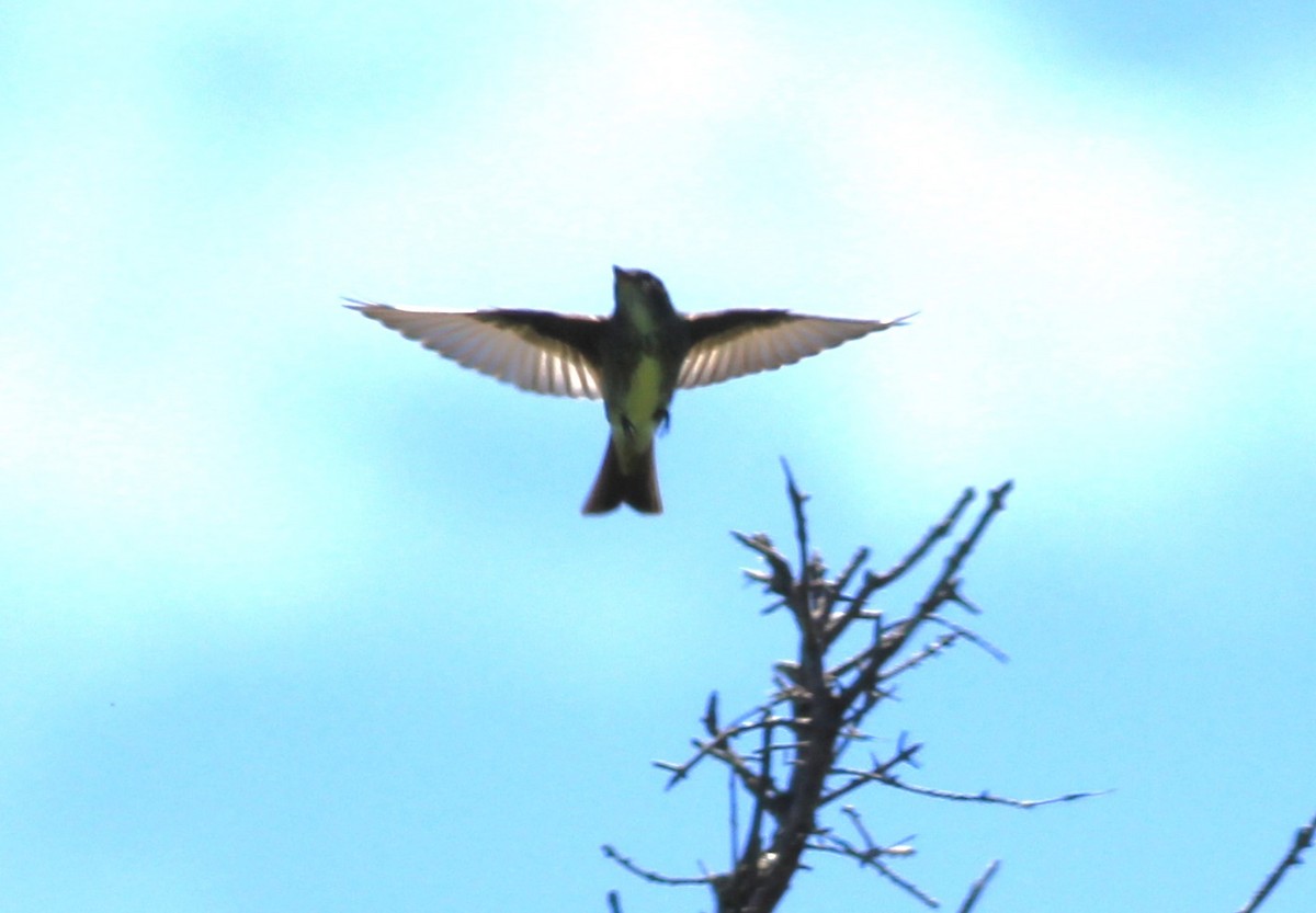 Olive-sided Flycatcher - ML620071748