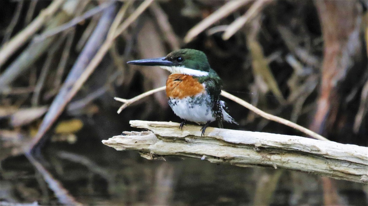 Green Kingfisher - FELIPE SAN MARTIN