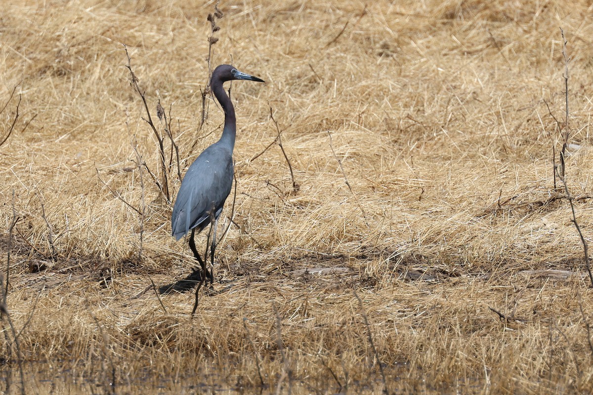 Little Blue Heron - ML620071758