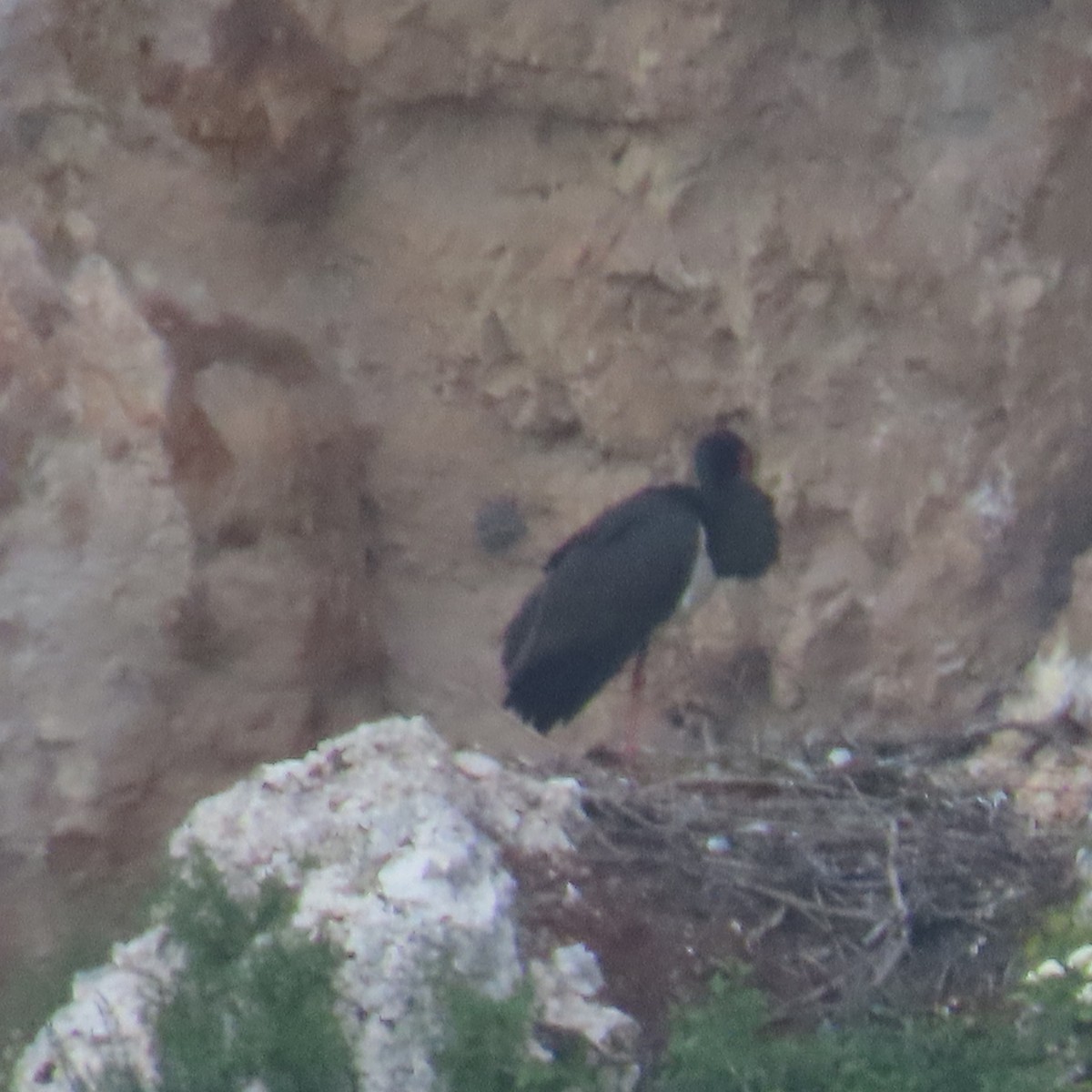 Black Stork - ML620071764