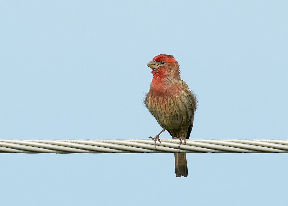 House Finch - Charles Mills