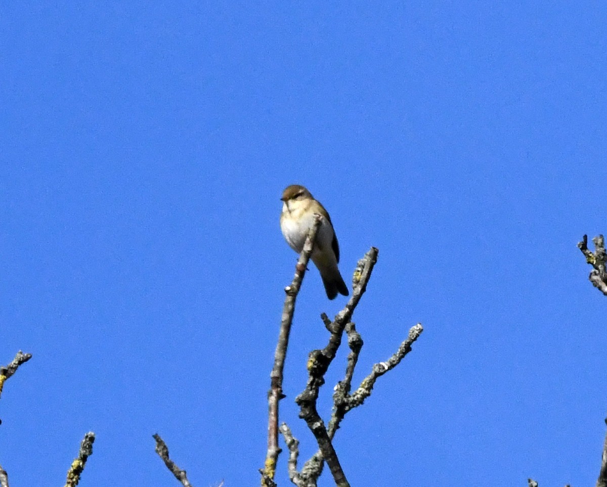 Willow Warbler - ML620071774